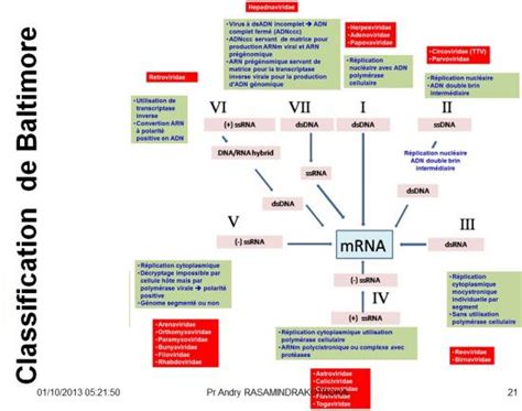 Classification et taxonomie des virus 5