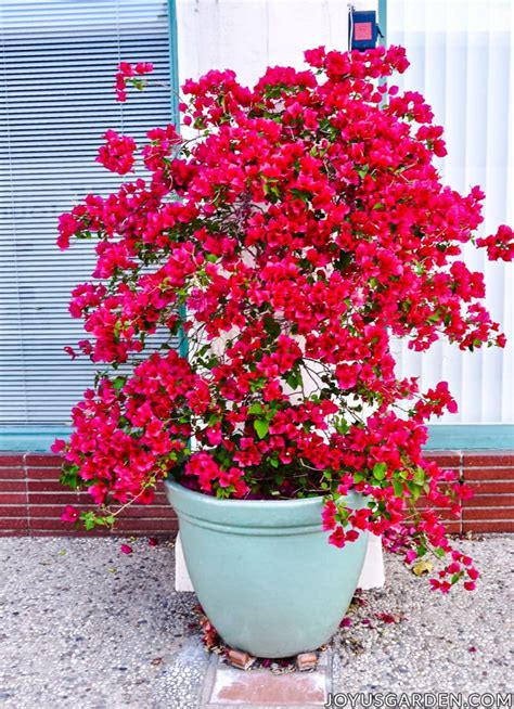 Bougainvillea Plant Care: Top Tips For Growing Bougainvillea