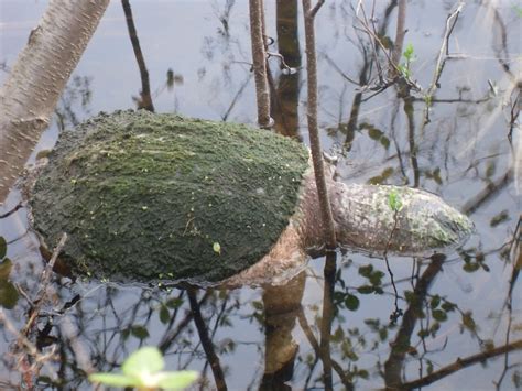 Dead Snapping Turtle Jensen Lake Eagan Mn Vluu L200 Sa Flickr