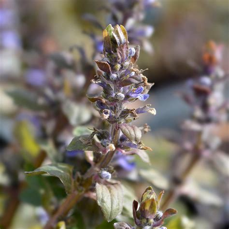 Ajuga Reptans Multicolor Rainbow Bugle Rampante Couvre Sol