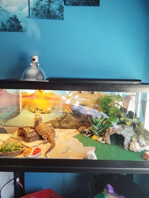 100 Gallon Terrarium For Bearded Dragon