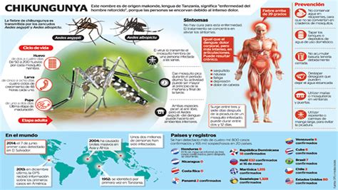 Chikungunya Virus Síntomas Diagnóstico Y Tratamiento