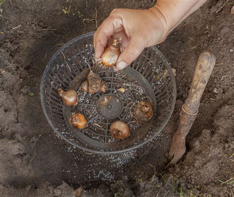 7 Tools To Make Bulb Planting A Breeze One You Dont Need