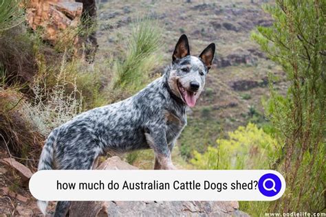 How Much Do Australian Cattle Dogs Shed? - Oodle Life