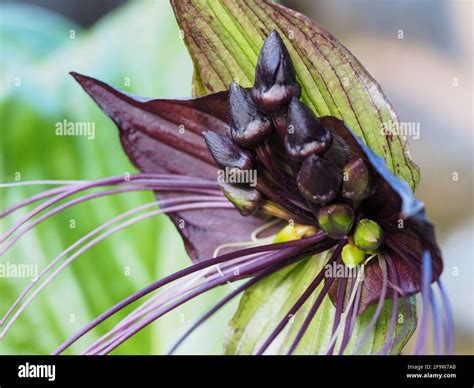 black bat flower plant  tacca chantrieri   bracts resembling