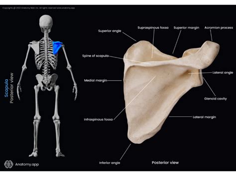 Scapula | Encyclopedia | Anatomy.app | Learn anatomy | 3D models ...