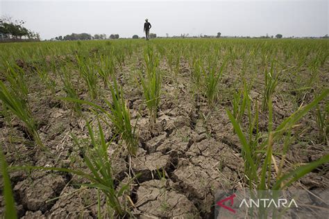 BMKG Ingatkan Ancaman Gagal Panen Dan Karhutla Imbas El Nino ANTARA News