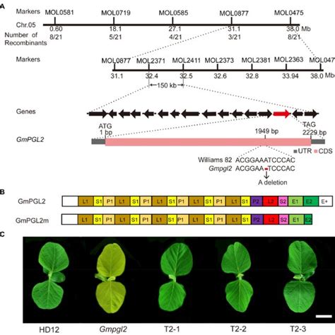 Map Based Cloning Of The Gmpgl2 Gene A Map Based Cloning Of The