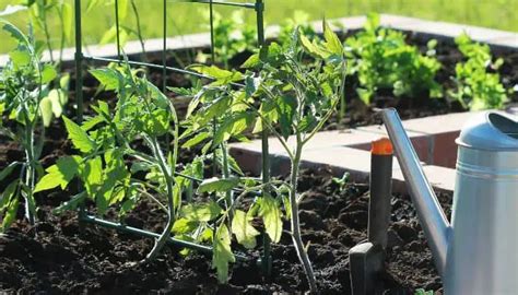 A To Z Guide On Growing Tomatoes In Raised Beds The Scientific Gardener