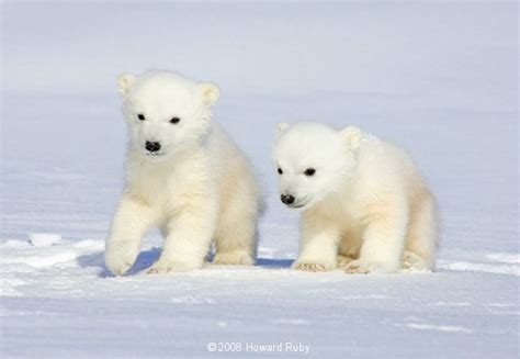 Polar Bears & Cubs - CCK