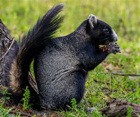 Black and White Fox Squirrel Stock Photo - Image of bald, nature: 154632288