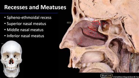 Nasal Cavity Sinuses And Ear Lateral Wall Of Nasal Cavity Youtube