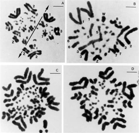 Nuclei Configurations And Endomitosis In Colchicine Untreated Cells Download Scientific Diagram