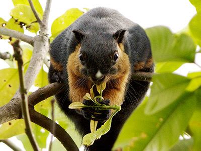 Black Giant Squirrel - Ratufa bicolor