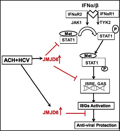 Demethylase Jmjd6 As A New Regulator Of Interferon Signaling Effects