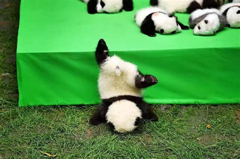 It's Impossible to Contain the Cuteness That is 23 Baby Pandas - Neatorama