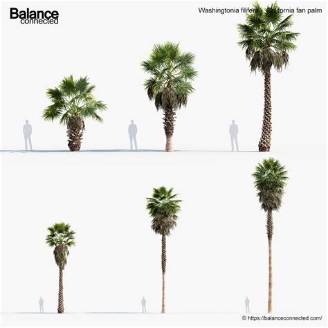 Washingtonia Filifera California Fan Palm 3D Model Free 3D Model