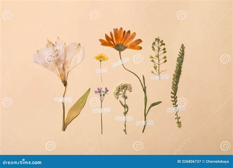 Pressed Dried Flowers And Plants On Beige Background Beautiful