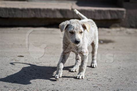 Small White Indian Street Dog Puppy Or Stray Pariah Dog Puppywith Skin