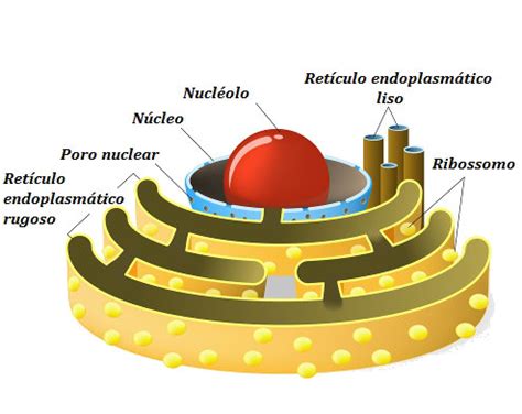 Mitocôndrias o que são funções constituição Biologia Net