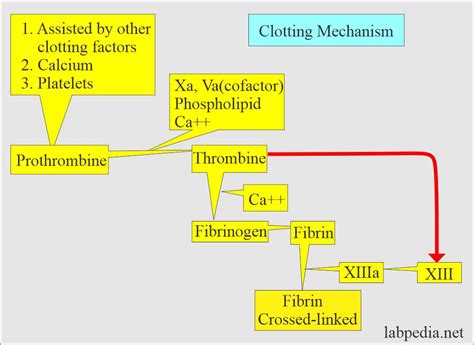 Blood Clotting Factors Table | Brokeasshome.com