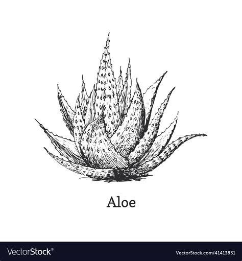 Aloe vera sketch organic cosmetics herb Royalty Free Vector