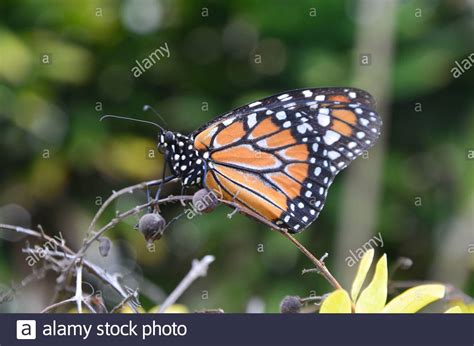 Monarca De Cerca Hi Res Stock Photography And Images Alamy