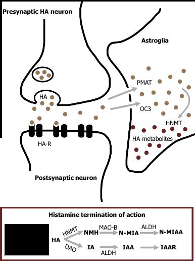 2 Neurotransmitters — Ach Glutamate Gaba And Glycine Medicine