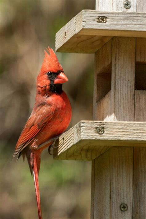 Do Northern Cardinals Mate For Life Bird Watching Pro