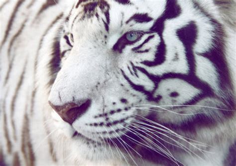 Tiger Mauls Zookeeper: 51-Year-Old Quebec Male Expected To Survive