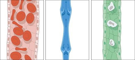 Blood Vessel Types, Artwork Photograph by Peter Gardiner - Fine Art America