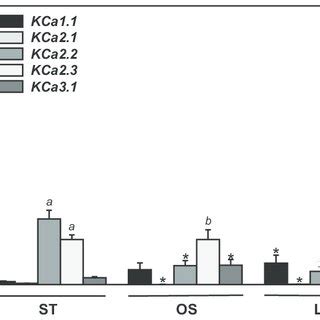 Laminar Shear Stress LS Increases KCa3 1 And KCa2 3 Expression In