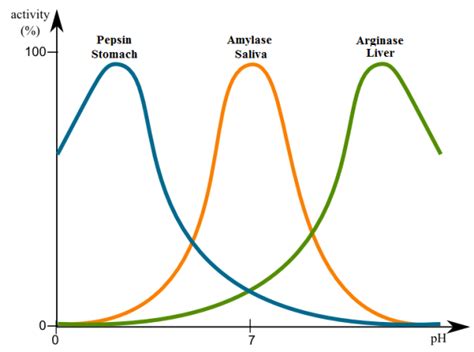 Enzyme Graph Ph