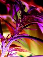 Jamaican Pearl Von Sensi Seeds Cannabis Sorten Infos Seedfinder Eu