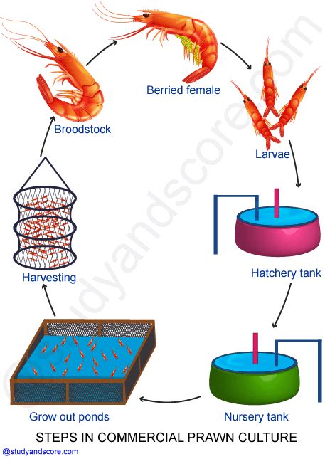 Freshwater Prawn Farming