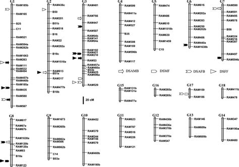 Molecular Linkage Map Showing The Position Of Qtls For Dsamb Dsmf