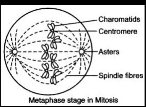 Metaphase Labeled