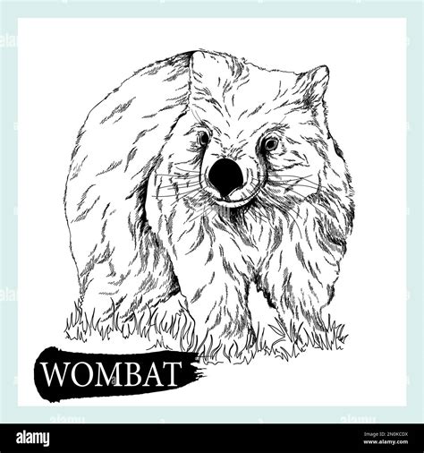 Hand Drawn Sketch Style Wombat Isolated On White Background Vector Illustration Stock Vector