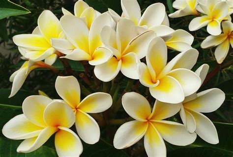 frangipani facts   perfume ingredient
