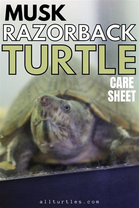 Razorback Musk Turtle Sternotherus Carinatus Care Sheetscientific