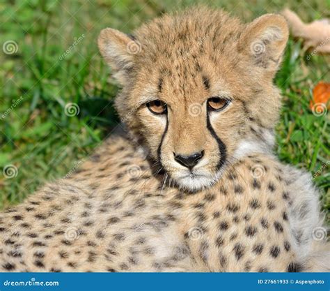 Cheetah Cub stock image. Image of wildlife, eyes, acinonyx - 27661933