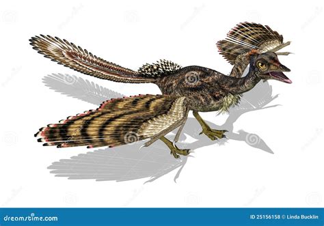 Archaeopteryx Pájaro Prehistórico Stock de ilustración Ilustración