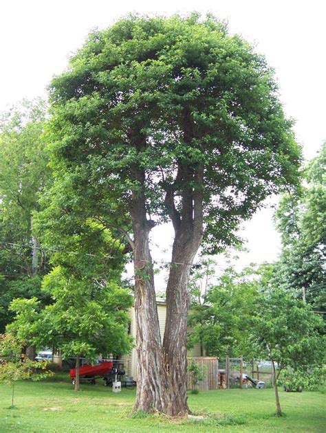 Majestic Sassafrass Tree For Your Garden