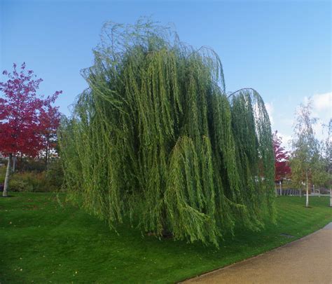 Salix Babylonica Pendula Tree Hillier Trees