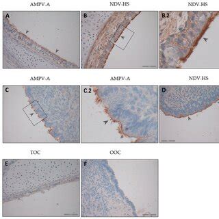 Antigen detection of AMPV-A (A,C) and NDV-HS (B,D) in TOCs (A,B) and ...