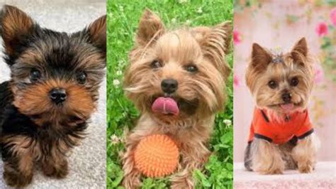 Teacup Yorkie Cost Valued Cost