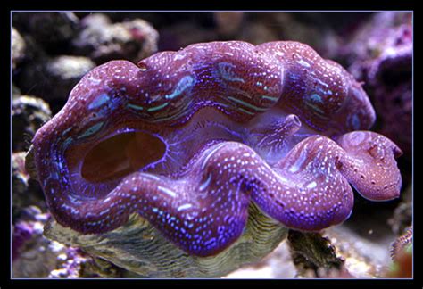 Maxima Clam - Invertebrates - Nano-Reef Community