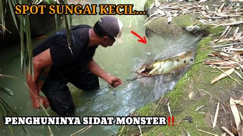 Super Mancing Sidat Monster Di Sungai Kecil Ternyata Penghuninya Di