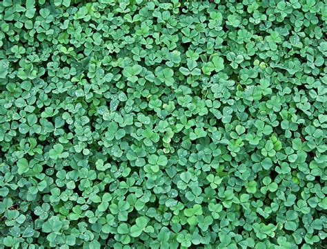 Images Of Dawn Over The Clover Field Japaneseclassjp