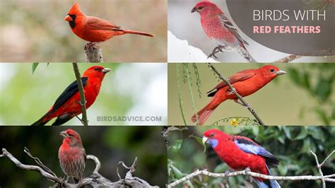 10 Birds With Red Feathers | Birds Advice